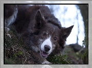 Pysk, Border collie