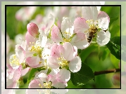 Drzewo owocowe, Jabłoń, Pszczoła, Wiosna