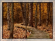 Jesień, Liście, Park, Drzewa