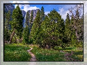 Góry, Las, Yosemite, Kalifornia