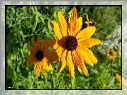 Żółte, Kwiaty, Rudbekie