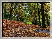 Park, Alejki, Drzewa, Liście, Jesień