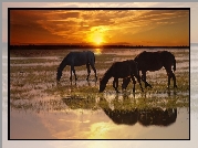 Konie, Rzeka, Zachód, Słońca