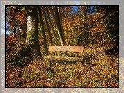 Las, Jesień, Drzewa, Ławka