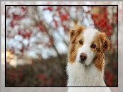 Border, Collie, Czerwony, Bokeh