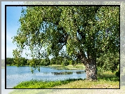 Jezioro, Drzewo, Zieleń