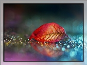 Czerwony, Liść, Bokeh
