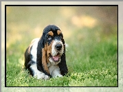 Łąka, Trawa, Basset hound, Szczeniak