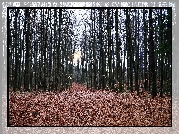 Jesień, Las, Droga, Blask