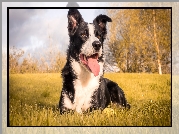 Pies, Łąka, Border collie