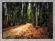 Stany Zjednoczone, Stan Kalifornia, Park Narodowy Yosemite, Las, Drzewa, Droga