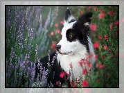 Pies, Border collie, Łąka, Kwiaty