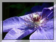 Przyroda, Kwiat, Clematis