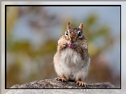 Chipmunk, Języczek