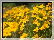 Żółte, Kwiaty, Nachyłek