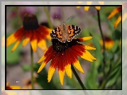 Kwiat, Rudbekia, Motyl, Rusałka, Osetnik