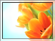 Żółte, Pomarańczowe, Tulipany