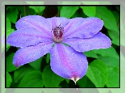 Przyroda, Kwiat, Clematis