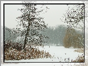 Zima, Trawy, Drzewa, Park Sołacki, Poznań
