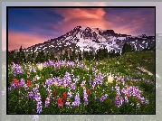 Stany Zjednoczone, Stan Waszyngton, Góry Mount Rainier, Łąka, Łubin