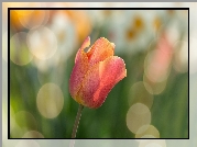 Tulipan, Bokeh