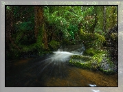 Australia, Tasmania, Park Narodowy Mount Field, Las deszczowy, Drzewa, Paprocie, Rzeka, Strumień