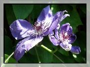 Przyroda, Kwiaty, Clematis