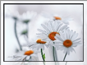 Margerytki, Białe, Kwiaty