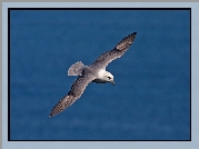 Morze, Ptak, Fulmar, Lot