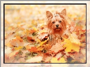 Jesień, Liście, Pies, Yorkshire Terrier