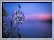Kwiatek, Pachnący groszek, Bokeh