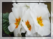 Białe, Kwiaty, Pierwiosnek, Prymula