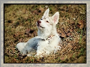 Siberian Husky, Obroża, Trawa