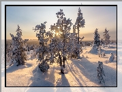 Finlandia, Laponia, Zima, Śnieg, Promienie słońca,  Drzewa