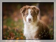 Szczeniak,  Owczarek australijski-australian shepherd