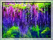 Kwiaty, Glicynia