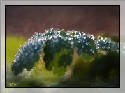 Liść, Krople, Bokeh