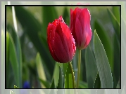 Dwa, Czerwone, Tulipany