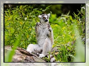 Lemur, Pnie, Trawy