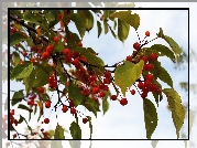 Liście, Jesienne, Czerwone, Owoce, Drzewo