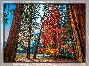 Stany Zjednoczone, Stan Kalifornia, Park Narodowy Yosemite, Góry, Las, Drzewa