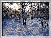 Zima, Drzewa, Śnieg, Gałęzie, Przebijające Światło, Słońce