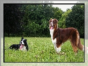 Border Collie