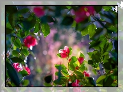 Kamelia, Kwiaty, Światło, Liście, Bokeh