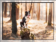 Pień, Border collie, Las