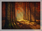 Jesień, Las, Drzewa, Promienie Słońca, Blask, Przebijające Światło