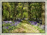 Wielka Brytania, Anglia, Shipley Country Park, Ścieżka, Drzewa, Kwiaty, Dzwonki