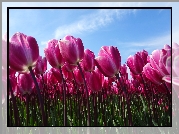 Różowe, Tulipany, Niebo