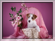 Pies, Szczeniak, Jack Russell terrier, Kosz, Kwiatki