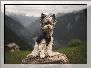 Yorkshire Terrier, Pień, Tło, Góry